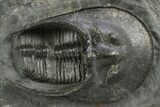 Detailed Scotoharpes Trilobite - Boudib, Morocco #312381-1